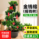 s彎飄枝榕樹(shù)盆景金錢(qián)榕盆栽室內招財搖錢(qián)樹(shù)客廳辦公綠植四季常青 s彎飄枝榕樹(shù)盆景1-1.1m基地原盆
