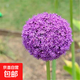 大花蔥荷蘭進(jìn)口種球耐寒花卉盆栽植物庭院地栽大蔥花球根四季易活 巨無(wú)霸【紫色】 進(jìn)口大花蔥【10球裝】