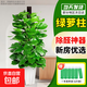 綠蘿柱天堂鳥(niǎo)大型綠植客廳室內大葉植物盆栽新房除甲醛凈化空氣 大葉綠蘿柱1.4-1.5米【鉆石樹(shù)脂盆】