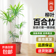 發(fā)財樹(shù)大型綠植客廳辦公室內旺宅落地式好養花卉吸甲醛龜背竹植物 【基地精選】柳葉百合竹1.1-1.3米原盆