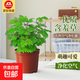 含羞草盆栽桌面室內陽(yáng)臺小植物四季常青害羞草怕羞草花苗趣味植物 優(yōu)質(zhì)90#含羞草【基地原盆】