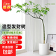 飄枝發(fā)財樹(shù)盆栽造型大型綠植室內庭院客廳凈化空氣觀(guān)葉網(wǎng)紅綠植物 網(wǎng)紅造型單飄發(fā)財樹(shù)1.8-2.0m【圓柱盆】