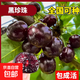 正宗特大嫁接櫻桃樹(shù)苗車(chē)厘子櫻桃果樹(shù)果苗南北方種植當年結果 黑珍珠大櫻桃樹(shù) 5年苗（直徑2公分粗）高度50-70cm