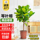 琴葉榕盆栽室內客廳大型綠植大葉老樁日式北歐風(fēng)格落地辦公室真樹(shù) 精選琴葉榕棒棒糖造型1-1.3m【原盆原土】