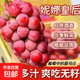 云南妮娜皇后葡萄當季紅寶石無(wú)籽無(wú)核酒香味水果 3斤單果8g+