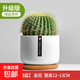 仙人掌盆栽仙人球萬(wàn)重山多肉花卉綠植物好養易活辦公室內桌面擺件 金冠+【白瓷盆+竹托盤(pán)】 含盆