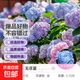 繡球花苗無(wú)盡夏帶花苞四季開(kāi)花繡球花盆栽庭院好養花卉植物室內花 03：無(wú)盡夏【大花繡球-無(wú)盡星河】 中苗【當年開(kāi)花】原盆寬15cm高30cm冠25cm