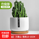 仙人掌盆栽仙人球萬(wàn)重山多肉花卉綠植物好養易活辦公室內桌面擺件 萬(wàn)重山+【白瓷盆+竹托盤(pán)】 含盆