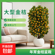 年宵花金桔樹(shù)盆栽帶果年桔春節室內裝飾大型綠植盆景四季過(guò)年年貨 【 帶青果發(fā)貨】1-1.1米大金桔【元寶球形盆】 含盆