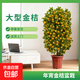 金桔樹(shù)盆栽帶果年桔四季橘子果樹(shù)室內客廳大型綠植盆景四季好養 【 帶青果發(fā)貨】80-90cm大金桔【原盆】 含盆