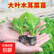 蔬菜苗秧苗大葉木耳菜秧苗圓葉木耳菜種子高產(chǎn)爬藤蔬菜幼苗 木耳菜秧苗6棵/送12g肥料