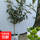 中華木繡球大花斗球多季開(kāi)花庭院綠植花卉耐寒品種苗圃直銷(xiāo) 中華木繡球斗球1米左右高小樹(shù)狀 原土球發(fā)貨