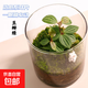 趣味苔蘚微景觀(guān)生態(tài)瓶辦公室桌面客廳茶幾懶人好養綠植玻璃小禮品 豆瓣綠＋苔蘚＋赤玉土＋小兔＋玻璃瓶（玻璃瓶）