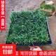 四季常青玉龍草日本矮麥冬草別墅園林綠化草苗草平真草皮庭院草坪 矮麥冬6盤(pán)一平方 40寬40長(cháng)