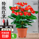 聽(tīng)雪樓大盆特級紅掌盆栽花卉植物室內綠植鴻運當頭四季開(kāi)花好養 特A級精品大盆紅掌(原盆栽好)
