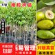 橄欖果樹(shù)苗太平洋橄欖青橄欖黃橄欖苗杯苗基地直發(fā)果樹(shù)苗 黃橄欖苗 2年苗