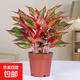 大盆萬(wàn)年紅盆栽吉利紅如意皇后好養易活室內綠植年宵花卉室內植物 精品萬(wàn)年紅大苗原土盆（30-35cm）