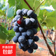葡萄樹(shù)苗夏黑陽(yáng)光玫瑰巨峰藍寶石庭院盆地栽南北方種植葡萄果樹(shù)苗 夏黑10年苗【結果多多】性?xún)r(jià)比高