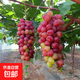 葡萄樹(shù)苗夏黑陽(yáng)光玫瑰巨峰藍寶石庭院盆地栽南北方種植葡萄果樹(shù)苗 妮娜皇后15年苗【碩果磊磊】精選大苗