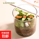 趣味苔蘚微景觀(guān)生態(tài)瓶辦公室桌面客廳茶幾懶人好養綠植玻璃小禮品 紅綠網(wǎng)紋＋苔蘚＋赤玉土＋小兔＋玻璃瓶（成品發(fā)貨）