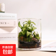 桌面苔蘚微景觀(guān)生態(tài)瓶客廳茶幾室內書(shū)桌擺件懶人好養綠植玻璃禮品 網(wǎng)紋白雪安妮＋白發(fā)蘚＋松皮石＋黑金沙＋小羊擺件 直徑9cm高10cm