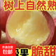 正宗運城紅富士蘋(píng)果冰糖心新鮮當季水果孕婦丑蘋(píng)果香脆爽酸甜 帶箱9-10斤凈重8斤【80-95mm】 不能保證所有蘋(píng)果都有冰糖心呦