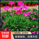 歐石竹花苗草坪耐寒耐旱多年生宿根花卉盆栽室內室外花園庭院綠化 歐石竹花苗10厘米高1盆（育苗盆容易壞）