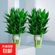 觀(guān)音竹富貴竹水培植物粗桿帶根室內好養客廳招財風(fēng)水轉運竹子綠植 觀(guān)音竹6棵（簡(jiǎn)易杯）+4營(yíng)養液