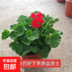 進(jìn)口大花帶花苞天竺葵花苗重瓣花卉庭院陽(yáng)臺四季開(kāi)花不斷盆栽花卉 【2盆中國紅】包對版+原土盆+肥料 帶盆栽25~35厘米