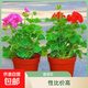 進(jìn)口大花帶花苞天竺葵花苗重瓣花卉庭院陽(yáng)臺四季開(kāi)花不斷盆栽花卉 中國紅1盆+少女粉1盆】包對版+原土盆+肥米 帶盆栽25~35厘米