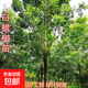 白蠟苗樹(shù)苗 速生白蠟樹(shù)苗 對節白蠟小苗 庭院室外種植樹(shù)綠化苗木 80-1米高(10棵) 90cm(含)-99cm(含)