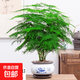 大文竹盆栽盆景桌面辦公室內客廳花卉凈化空氣四季常青好養綠植物 5年大文竹+荷韻青花瓷盆 送肥料；帶盆栽好