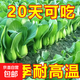 【虧本沖量】爆款?上?？篃?05上海青小油菜青菜小白菜種子四季 上?？篃?05種子 1包約1000粒