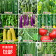 20種春季蔬菜種子套餐絲瓜黃瓜茄子四季豇豆西瓜辣椒番茄農家菜種 綠苦瓜+絲瓜+黃瓜+四季豆各3包