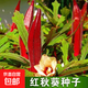 【虧本沖量】四季播種紅秋葵種子黃秋葵農家田園陽(yáng)臺盆栽皇帝菜 紅秋葵種子【1包約100?！?原廠(chǎng)封裝