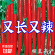 8819線(xiàn)椒種子香辣超辣干辣椒皺皮紅辣椒高產(chǎn)線(xiàn)椒農家大田蔬菜種籽 8819辣椒種子 5包約1500粒