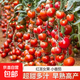 紅圣女果種子小番茄小西紅柿田園陽(yáng)臺盆栽四季種蔬菜番茄種子 紅圣女果種子【3包約600?！?原廠(chǎng)封裝