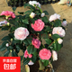 香妃山茶花五色赤丹帶花苞樹(shù)苗香妃花苗室內四季開(kāi)花山茶花盆栽 五寶茶花4年苗當年開(kāi)花