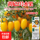 【京東物流】番茄種子盆栽番茄陽(yáng)臺盆栽農家田園大全各種各樣 黃妃2號番茄種子2包約400粒