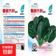 【秋冬菠菜】四季播種大葉菠菜耐寒庭院陽(yáng)臺盆栽四季易種植菠菜 大葉菠菜種子3包約3000粒