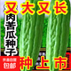 大肉苦瓜種子青苦瓜種子高產(chǎn)特大綠油苦瓜肉多四季苦瓜籽蔬菜種子 油綠苦瓜種子 5包約51粒