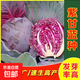 紫甘藍種籽早熟抗病耐寒耐裂可密植菜種春季夏季秋冬蔬菜孑新疆 紫甘藍種子 2包約200粒