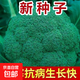 【新種速發(fā)】西蘭花種籽花椰菜高產(chǎn)正品耐寒青花菜籽蔬菜種子大全 西蘭花種子 1包約300粒
