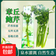 【章丘鮑芹禮盒】新鮮可生吃水果芹菜早餐輕食榨汁真便宜 凈重4斤 精品鮑芹禮盒裝（甄選）