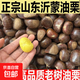 【野生栗子】山東沂蒙山新鮮板栗生栗子油板栗糖炒栗子蔬菜生鮮 5斤 老樹(shù)山栗子大果 個(gè)勻口感香