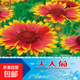天人菊種子多年生宿根耐寒園林景觀(guān)綠化花卉園藝花種籽子庭院陽(yáng)臺 天人菊種子/包約200粒 1包