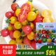 【虧本沖量】混裝五彩小番茄多彩小番茄種子小柿子四季圣女果大全 混裝小番茄種子 1包約200粒