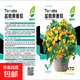 【京東物流】番茄種子盆栽番茄陽(yáng)臺盆栽農家田園大全各種各樣 盆栽黃番茄種子2包約400粒