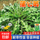 【虧本沖量】野生蒲公英種子婆婆丁易種高產(chǎn)四季野菜盆栽藥食兩用 野生蒲公英種子 5包約7500粒