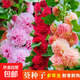 蜀葵花草種子一丈紅種籽大蜀季戎葵種子四季播種重瓣蜀葵五顏六色 蜀葵種子/包約100粒 5包